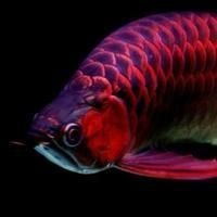 號半龍魚屬于什么檔次：zili半龍魚和紅龍魚的區(qū)別，龍骨號半龍魚的區(qū)別