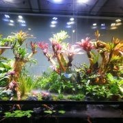 喀什水族店：喀什市精靈水族館