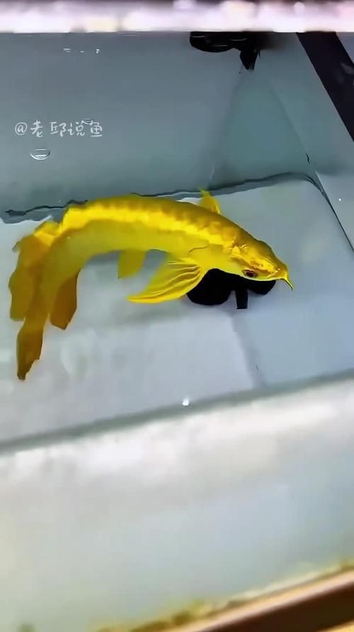金頭過背金龍魚能長到五十厘米嗎圖片：觀賞魚世界，金頭過背金龍魚