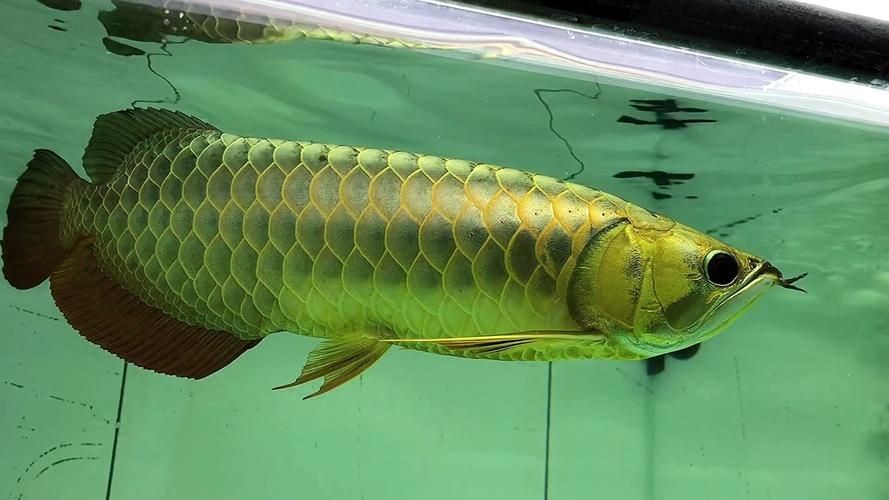 金頭過背金龍魚能長到五十厘米嗎圖片：觀賞魚世界，金頭過背金龍魚