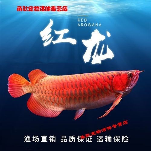 金頭過背金龍魚能長到五十厘米嗎圖片：觀賞魚世界，金頭過背金龍魚