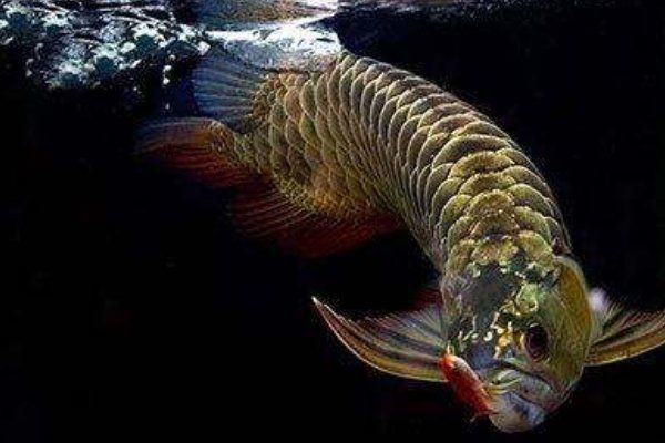 國內(nèi)龍魚養(yǎng)殖：國內(nèi)龍魚養(yǎng)殖發(fā)展趨勢