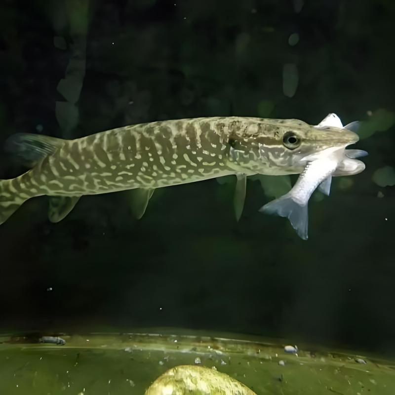 狗子魚是什么魚：“狗魚”并非學術名稱為“狗子魚”并非學術名稱，狗魚長壽有特點