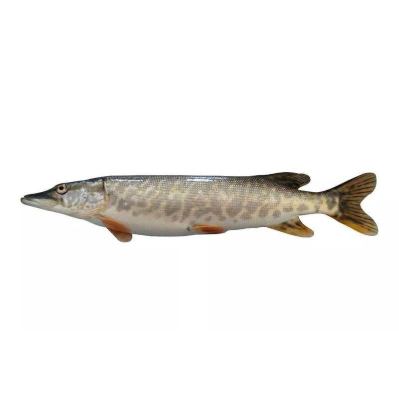 狗子魚是什么魚：“狗魚”并非學(xué)術(shù)名稱為“狗子魚”并非學(xué)術(shù)名稱，狗魚長壽有特點