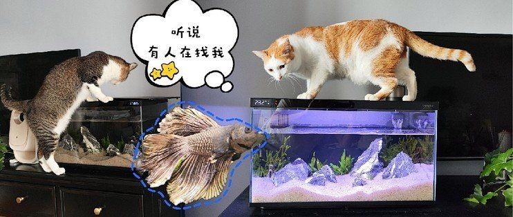 龍魚身上有白色的有疙瘩（龍魚身上出現(xiàn)白色疙瘩是什么原因引起的，如何預(yù)防）