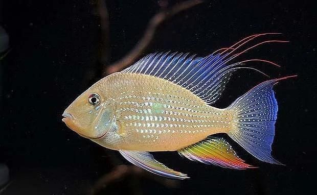 和尚關刀魚能長多大:和尚關刀魚的公母 全國水族館企業名錄 第6張 和尚關刀魚能長多大:和尚關刀魚的公母 和尚關刀魚能長多大:和尚關刀魚的公母 全國水族館企業名錄 第6張