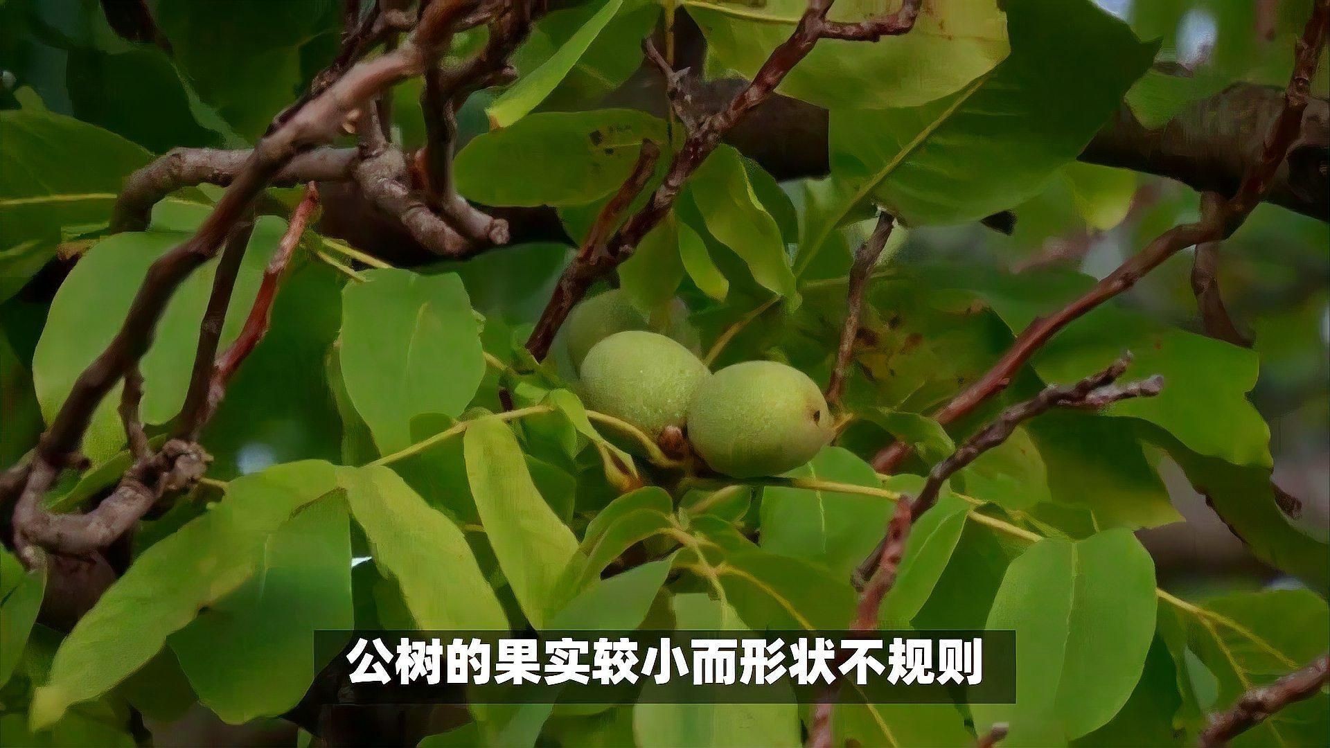 核桃樹公母怎么分辨：核桃樹怎樣“自辯性別”
