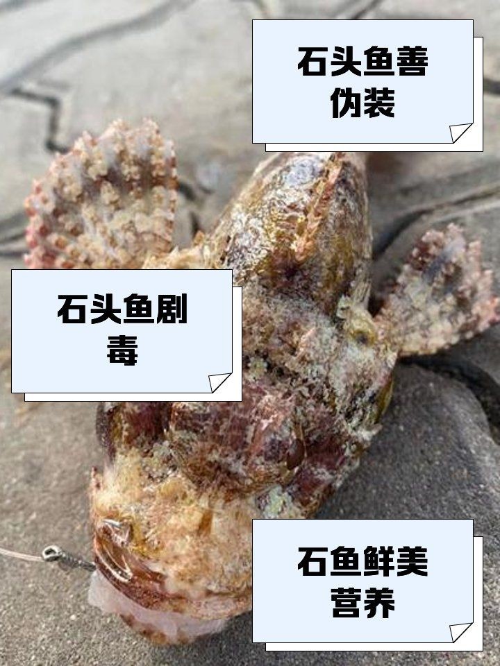 河里石頭魚：《河里石頭魚》聚焦一類獨(dú)特淡水魚類的生存智慧與生態(tài)價值