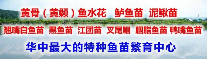 湖北魚苗批發：湖北魚苗產業現狀與發展前景調研報告
