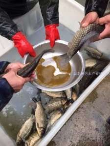 湖北魚苗批發：湖北魚苗產業現狀與發展前景調研報告