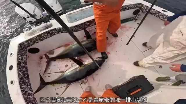 金槍魚藍鰭和黃鰭有啥區別：如何分辨藍鰭金槍魚和黃鰭金槍魚 金槍魚藍鰭和黃鰭有啥區別：如何分辨藍鰭金槍魚和黃鰭金槍魚 龍魚百科 第9張