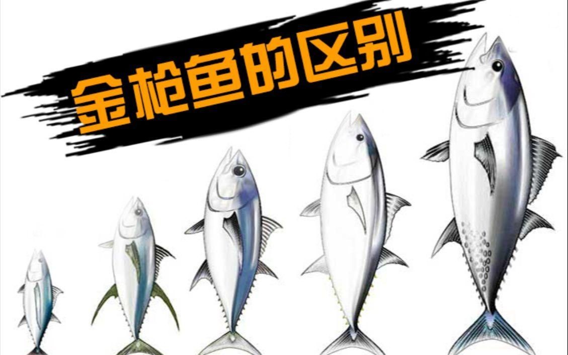 金槍魚藍鰭和黃鰭有啥區別：如何分辨藍鰭金槍魚和黃鰭金槍魚 金槍魚藍鰭和黃鰭有啥區別：如何分辨藍鰭金槍魚和黃鰭金槍魚 龍魚百科 第5張