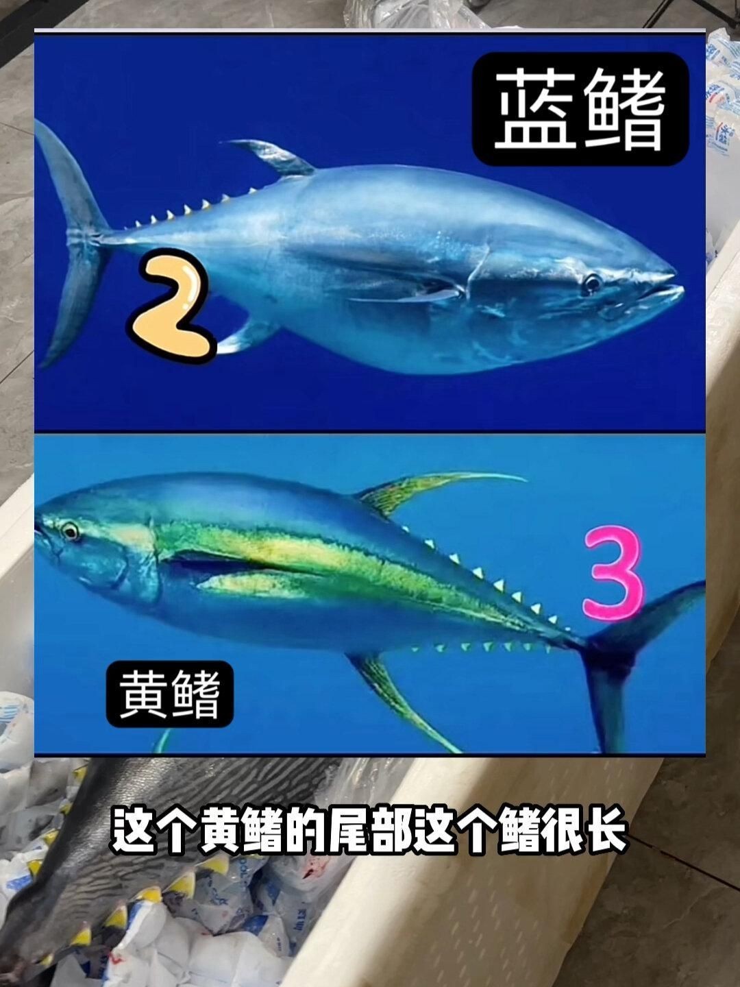 金槍魚藍鰭和黃鰭有啥區別：如何分辨藍鰭金槍魚和黃鰭金槍魚 金槍魚藍鰭和黃鰭有啥區別：如何分辨藍鰭金槍魚和黃鰭金槍魚 龍魚百科 第13張