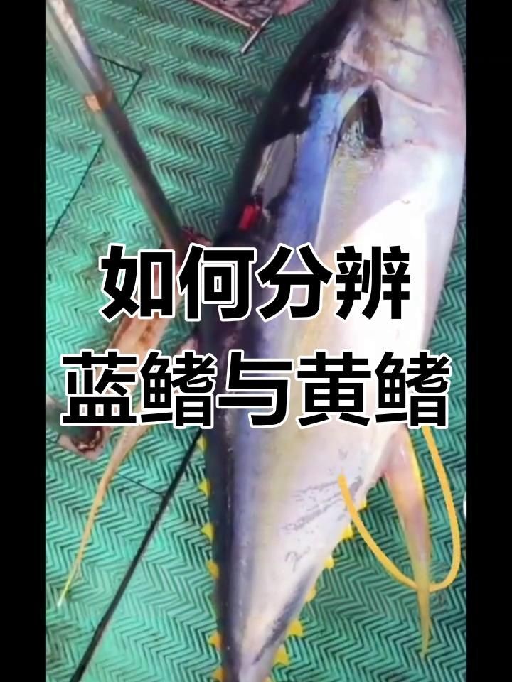 金槍魚藍鰭和黃鰭有啥區別：如何分辨藍鰭金槍魚和黃鰭金槍魚 金槍魚藍鰭和黃鰭有啥區別：如何分辨藍鰭金槍魚和黃鰭金槍魚 龍魚百科 第7張