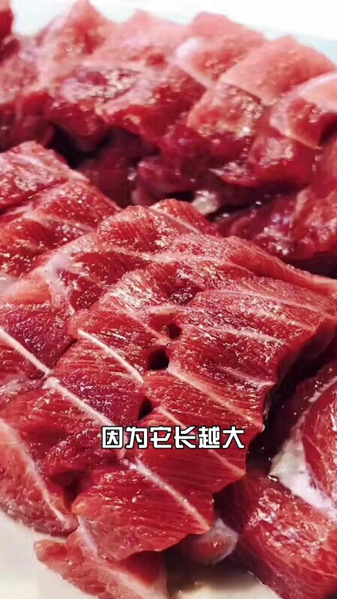 金槍魚藍鰭和黃鰭有啥區別：如何分辨藍鰭金槍魚和黃鰭金槍魚 金槍魚藍鰭和黃鰭有啥區別：如何分辨藍鰭金槍魚和黃鰭金槍魚 龍魚百科 第10張