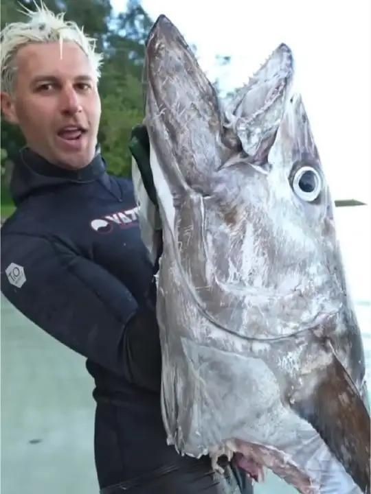 金槍魚藍鰭和黃鰭有啥區別：如何分辨藍鰭金槍魚和黃鰭金槍魚 金槍魚藍鰭和黃鰭有啥區別：如何分辨藍鰭金槍魚和黃鰭金槍魚 龍魚百科 第6張