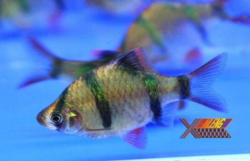 金老虎魚圖片 真品：如何區分金老虎魚的真偽