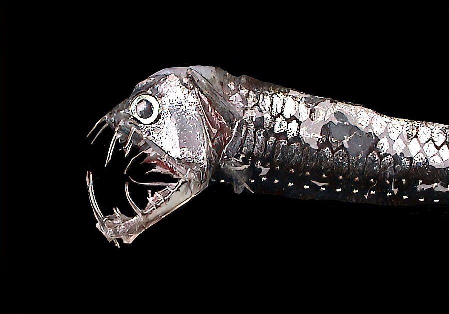 深海龍魚存在嗎：深海龍魚并非虛構生物而是真實存在于海洋深處的特殊魚類