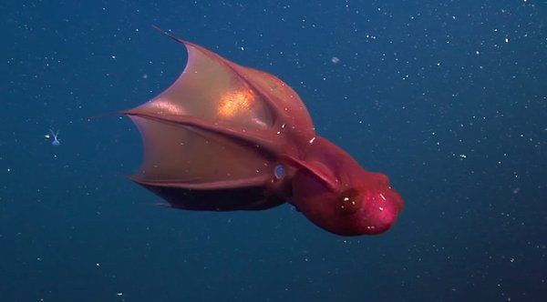 深海龍魚存在嗎：深海龍魚并非虛構生物而是真實存在于海洋深處的特殊魚類