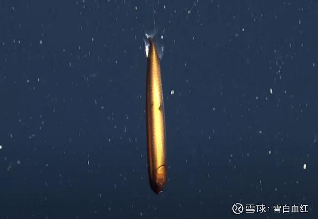 深海龍魚存在嗎：深海龍魚并非虛構生物而是真實存在于海洋深處的特殊魚類