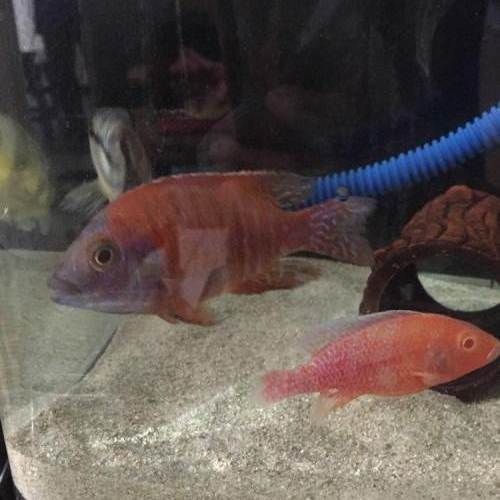 火鳳凰魚是什么品種：泰國羅漢魚火鳳凰
