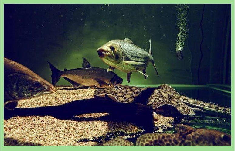 巨暴魚vs白金猛魚:巨暴魚與白金猛魚狹路相逢, 龍魚百科 第9張 巨暴魚vs白金猛魚:巨暴魚與白金猛魚狹路相逢, 巨暴魚vs白金猛魚:巨暴魚與白金猛魚狹路相逢, 龍魚百科 第9張