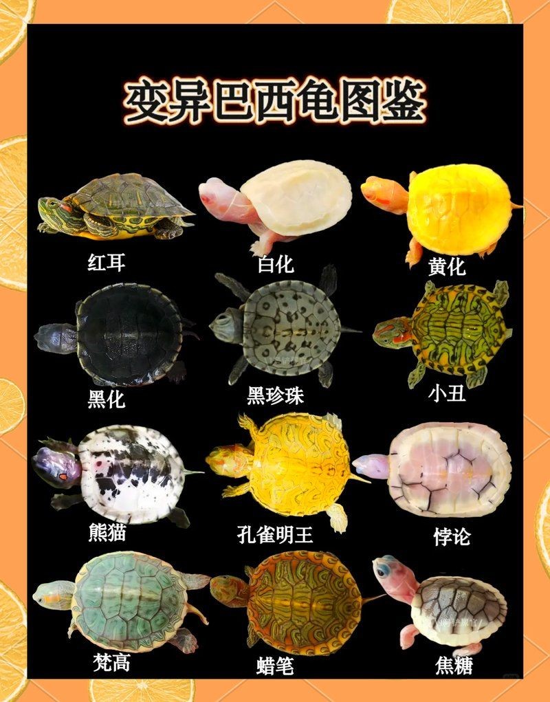 金粉巴西龜最建議買的顏色：金粉巴西龜有哪些稀有顏色
