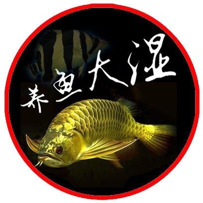 古典過(guò)背金龍用什么背景:古典過(guò)背金龍的背景選擇 全國(guó)水族館企業(yè)名錄 第2張 古典過(guò)背金龍用什么背景:古典過(guò)背金龍的背景選擇 古典過(guò)背金龍用什么背景:古典過(guò)背金龍的背景選擇 全國(guó)水族館企業(yè)名錄 第2張