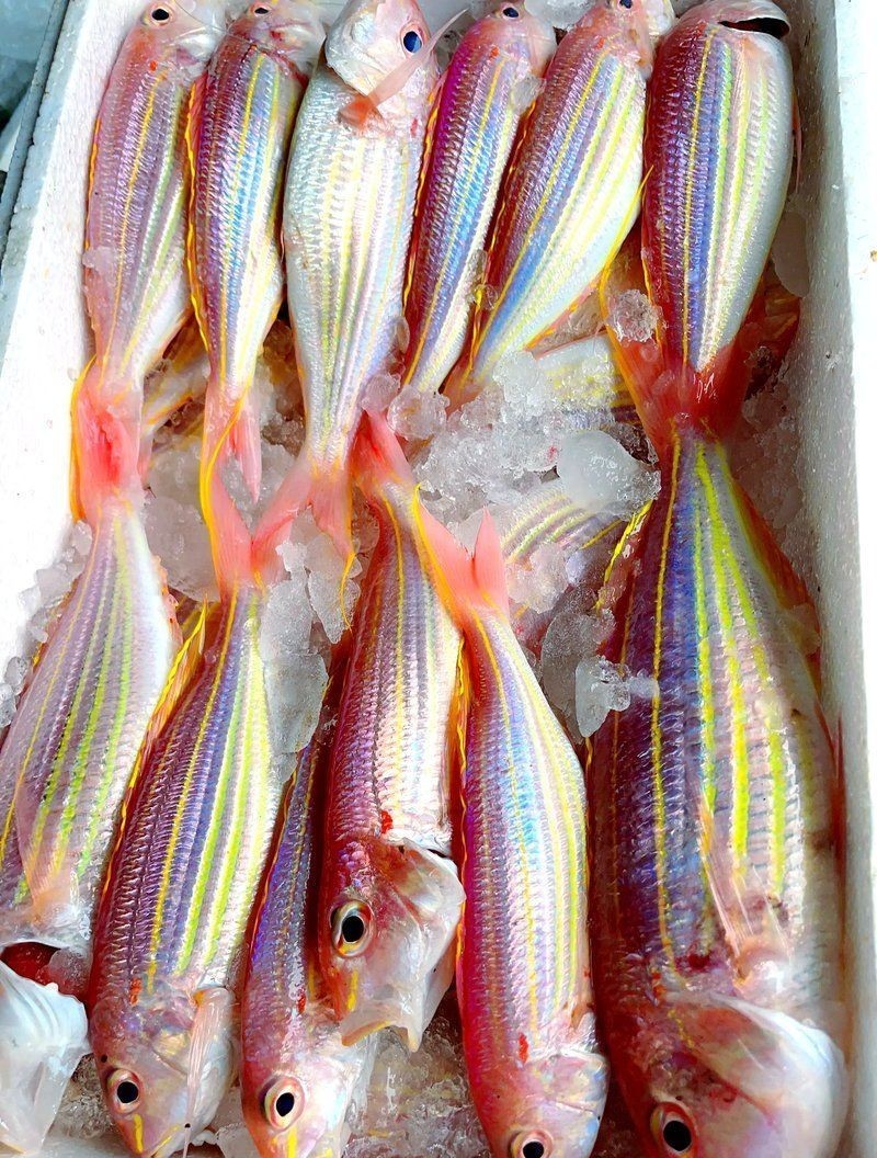 金絲魚的毒性有多強：這幾種淡水魚千萬別亂吃，釣友必看的安全指南