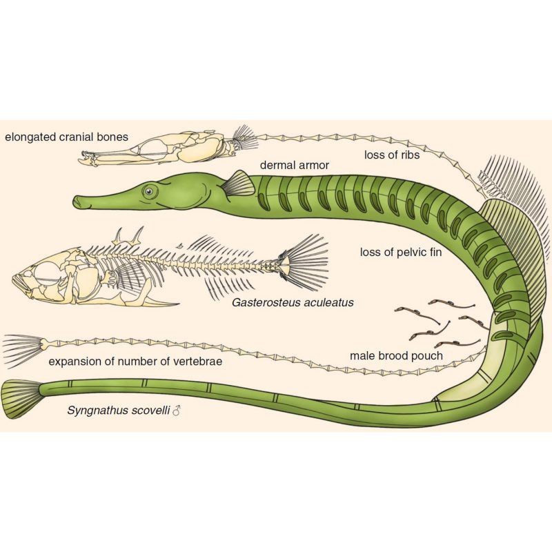 海龍魚(yú)是什么魚(yú)：海龍魚(yú)是什么？