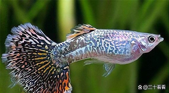 火炬魚怎么又叫孔雀魚：“火炬魚”與“孔雀魚”實(shí)為同一物種的不同地位差異 火炬魚怎么又叫孔雀魚：“火炬魚”與“孔雀魚”實(shí)為同一物種的不同地位差異 龍魚論壇 第4張