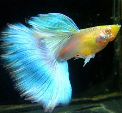 火炬魚怎么又叫孔雀魚：“火炬魚”與“孔雀魚”實(shí)為同一物種的不同地位差異 火炬魚怎么又叫孔雀魚：“火炬魚”與“孔雀魚”實(shí)為同一物種的不同地位差異 龍魚論壇 第6張