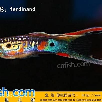 火炬魚怎么又叫孔雀魚：“火炬魚”與“孔雀魚”實(shí)為同一物種的不同地位差異 火炬魚怎么又叫孔雀魚：“火炬魚”與“孔雀魚”實(shí)為同一物種的不同地位差異 龍魚論壇 第10張