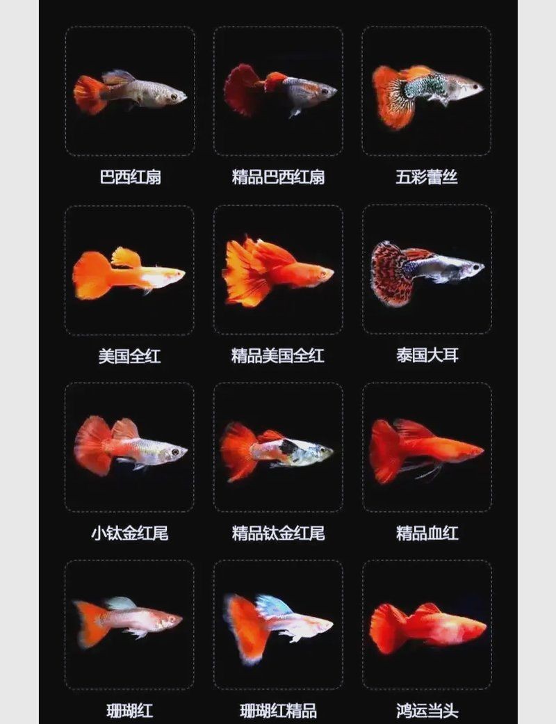 火炬魚怎么又叫孔雀魚：“火炬魚”與“孔雀魚”實(shí)為同一物種的不同地位差異 火炬魚怎么又叫孔雀魚：“火炬魚”與“孔雀魚”實(shí)為同一物種的不同地位差異 龍魚論壇 第8張
