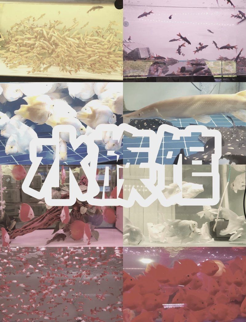 天津魚缸店：天津有家專業(yè)清洗魚缸
