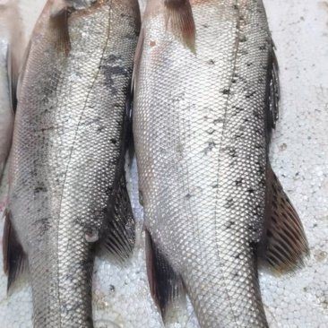 海魚多少錢一：海魚價格因品種、產地、季節(jié)及市場供需因素差異較大