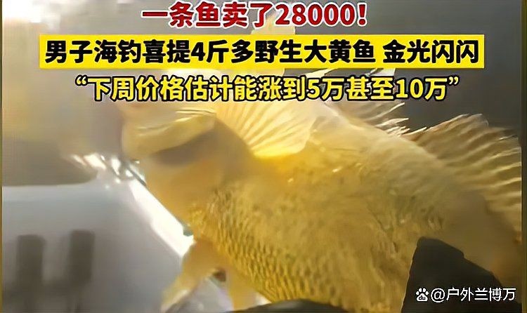 海魚多少錢一：海魚價格因品種、產地、季節(jié)及市場供需因素差異較大
