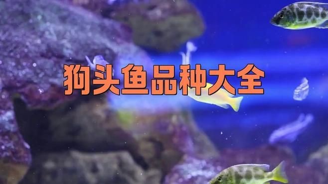 狗頭魚哪個品種最兇猛：狗頭魚(淡水河豚)互動性排名