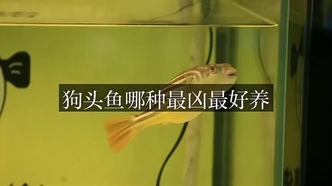 狗頭魚哪個品種最兇猛：狗頭魚(淡水河豚)互動性排名