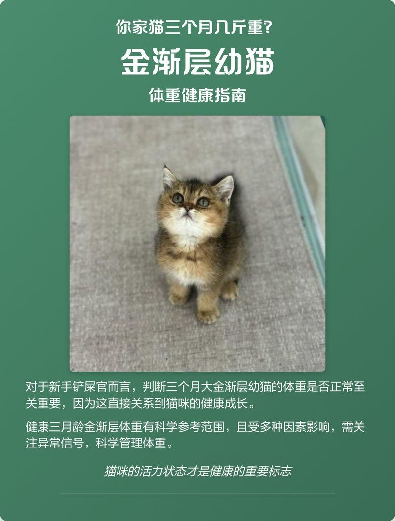 金漸層貓體型多大：英國短毛貓金漸層貓金漸層貓的體型特征管理要點
