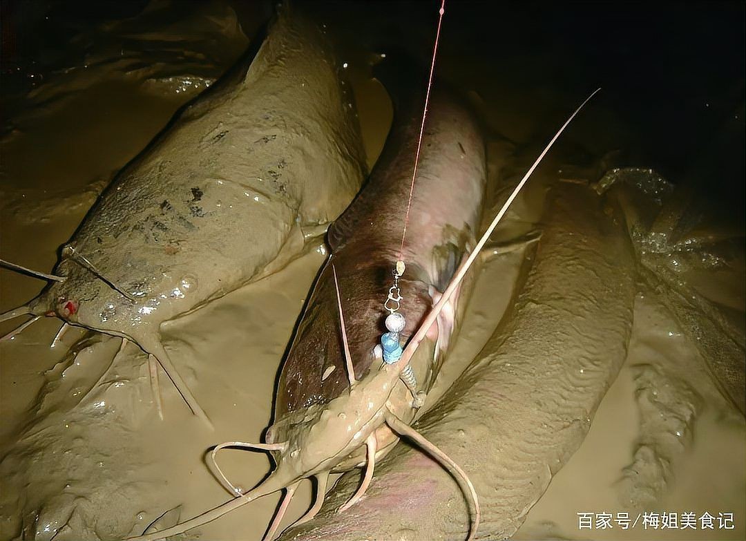 河里的埃及魚能吃嗎：河里的埃及魚能不能吃？