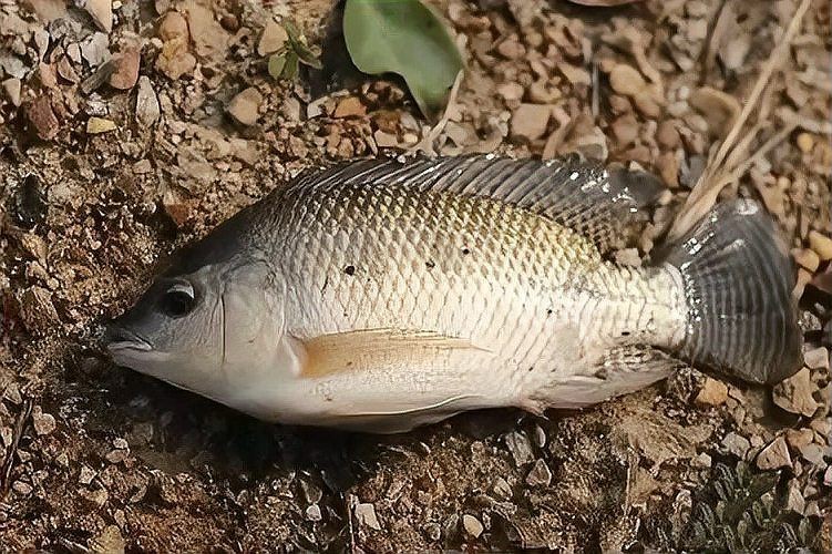 河里的埃及魚能吃嗎：河里的埃及魚能不能吃？