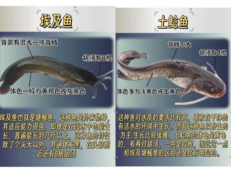 河里的埃及魚能吃嗎：河里的埃及魚能不能吃？