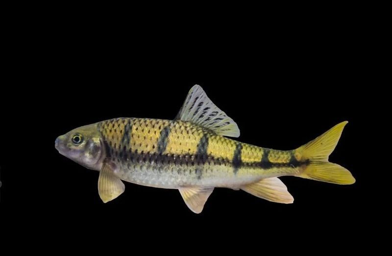 光唇魚屬于什么檔次:中國原生淡水魚類——光唇魚 龍魚論壇 第3張 光唇魚屬于什么檔次:中國原生淡水魚類——光唇魚 光唇魚屬于什么檔次:中國原生淡水魚類——光唇魚 龍魚論壇 第3張