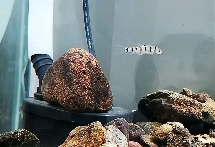 光唇魚屬于什么檔次:中國原生淡水魚類——光唇魚 龍魚論壇 第5張 光唇魚屬于什么檔次:中國原生淡水魚類——光唇魚 光唇魚屬于什么檔次:中國原生淡水魚類——光唇魚 龍魚論壇 第5張