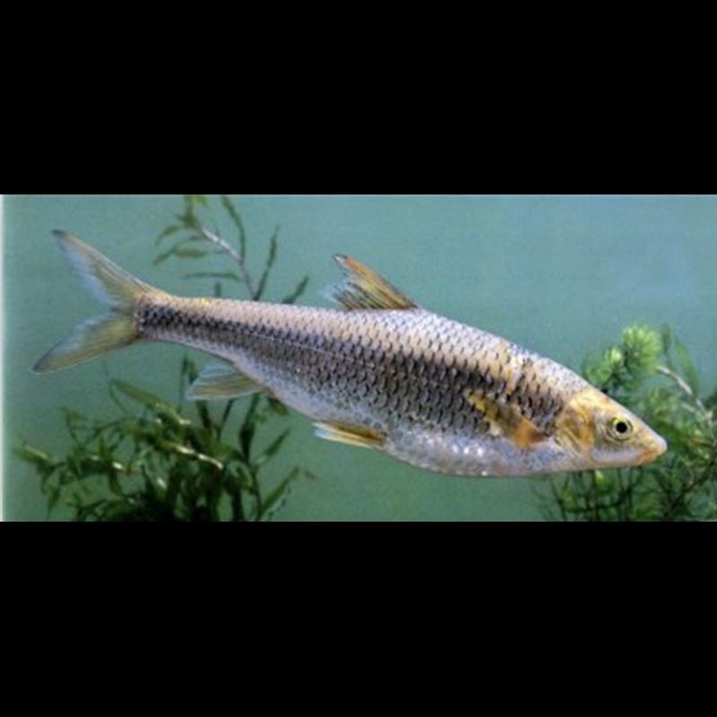 光唇魚屬于什么檔次:中國原生淡水魚類——光唇魚 龍魚論壇 第11張 光唇魚屬于什么檔次:中國原生淡水魚類——光唇魚 光唇魚屬于什么檔次:中國原生淡水魚類——光唇魚 龍魚論壇 第11張