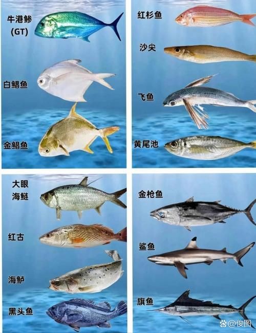 海魚類大全圖冊：《海魚類大全圖冊》70余種常見海水魚圖譜大合集