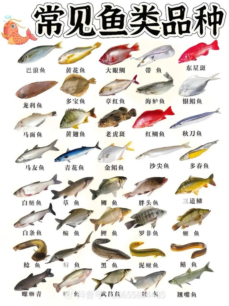 海魚類大全圖冊：《海魚類大全圖冊》70余種常見海水魚圖譜大合集