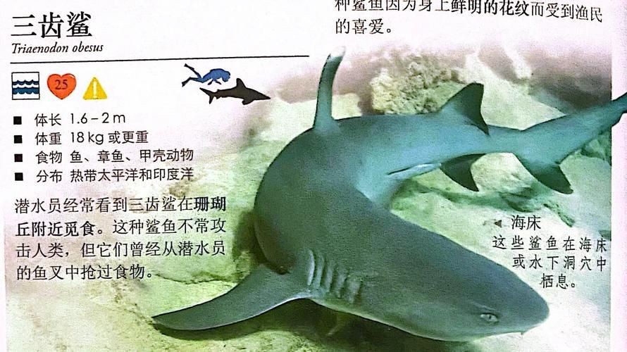 汗鯊和球鯊圖片對比：成吉思汗鯊與球鯊的形態特征對比分析