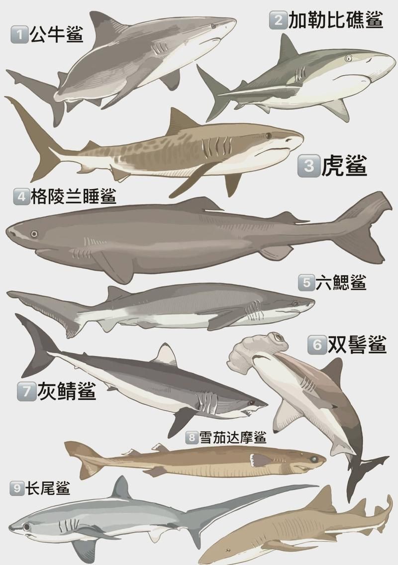 汗鯊和球鯊圖片對比：成吉思汗鯊與球鯊的形態特征對比分析